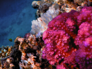 The world of the Red Sea