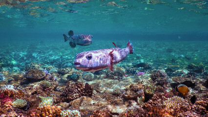 The world of the Red Sea