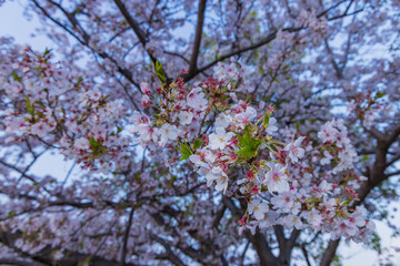 春に咲き誇る満開の桜と花びらの風景