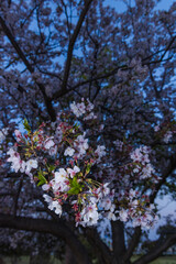 春に咲き誇る満開の桜と花びらの風景