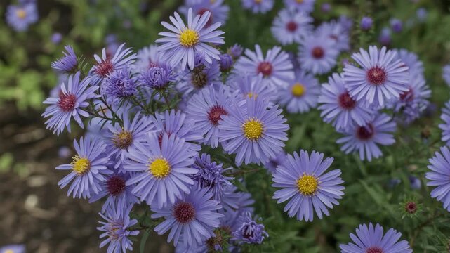 Close-up of a cluster of delicate purple asters with yellow centers flower violet