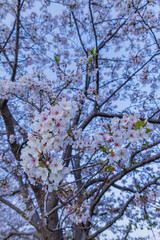 春に咲き誇る満開の桜と花びらの風景