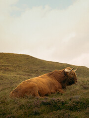 Highland cow in scenic mountain pasture