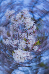 春に咲き誇る満開の桜と花びらの風景