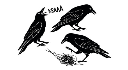 Obraz premium Three black crows cawing and interacting with a tangled mess isolated on transparent background