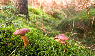 Edible Boletus badius mushrooms growing on a moss ground in a forest 