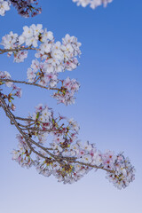 春に咲き誇る満開の桜と花びらの風景
