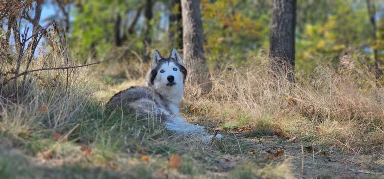 Husky Dog Lying on the Grass in the Shade