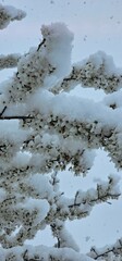 Apricot Branches with Blossoms Covered in Snow