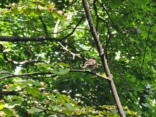 Bird Perched on a Branch Among Green Leaves