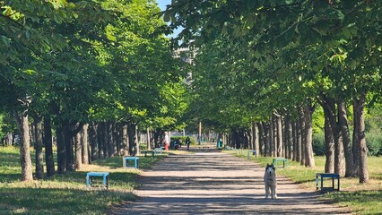 Husky Dog Walking on a Green Park Path