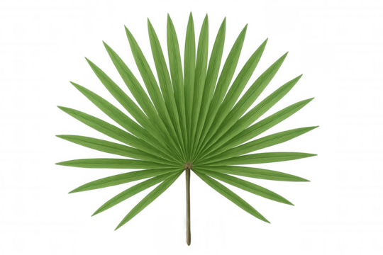 Fan palm leaf, fresh green frond, tropical plant element, botanical nature, creating summer vibrant decor