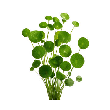 A thriving pennywort plant symbolizing growth and resilience against a dark backdrop with lush on transparent background
