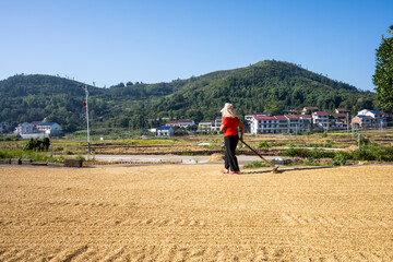 Farmers turning over the grain in the threshing ground in autumn