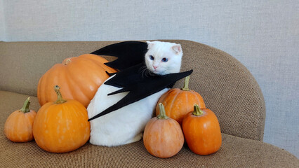 A white cat sits on a sofa in a Halloween-themed bat costume. Home decor for the fall holidays, Halloween animals