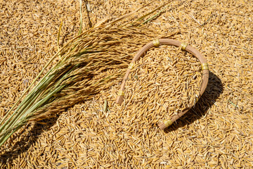 Rice grains and rice ears exposed to the sun in autumn