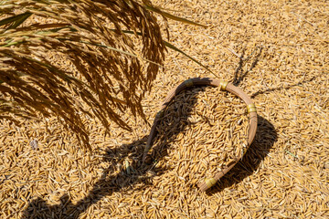Rice grains and rice ears exposed to the sun in autumn