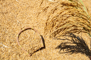 Rice grains and rice ears exposed to the sun in autumn