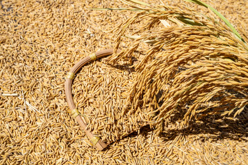 Rice grains and rice ears exposed to the sun in autumn