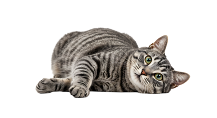 Adorable Gray Tabby Cat Playfully Lounging on White Background, Gazing with Expressive Green Eyes
