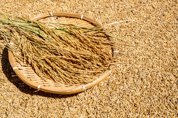 Rice grains and rice ears exposed to the sun in autumn