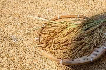 Rice grains and rice ears exposed to the sun in autumn