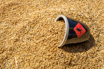 The harvest of rice is exposed to the sun in autumn