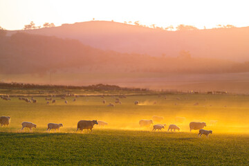 Obraz premium Flock of sheep returning to the farm at sunset, raising dust under the golden spring sky in South Australia.