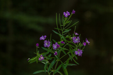 Forest wildflowers in a meadow in a wetland