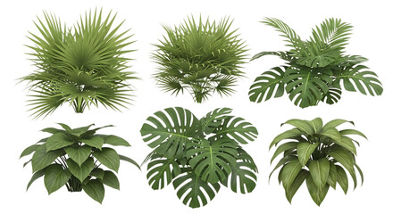 Assortment of tropical plants including palms and monstera deliciosa for interior design and landscaping projects on a clean for easy use