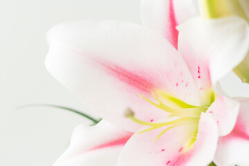 ピンクの百合の花を白背景で撮影02