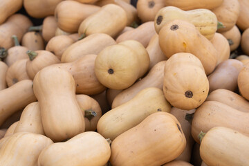 A large pile of fresh butternut squash forms a natural food background. Organic autumn harvest vegetable for sale at a farmers market, ideal for healthy cooking, soup, and seasonal Thanksgiving meals.