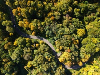 Winding Forest Road in Autumn from Above