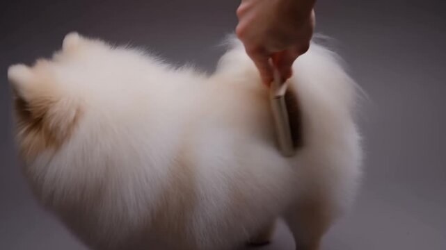 A groomer fluffs up the finished coat of a pomeranian with a fluffing brush for maximum volume, conveying the final airy touch.