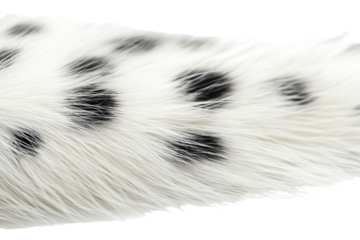 Spotted fur texture, white with black spots, soft, shallow depth-of-field