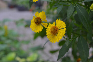 Closeup  sunbride ( helenium) bright yellow blooming garden flowers. Growing  late summer- autumn blooming flowers concept. Free copy space.