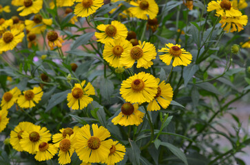 Yellow blooming group of sunbride ( helenium ).Growing late summer-autumn  blooming  flowers concept..Free copy space.