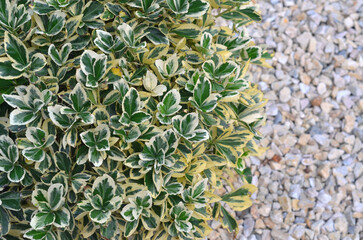Euonymus japonicus 'Silver King' variegated green- white and green -yellow leaves background. Gardening ,growing evergreen shrub concept.Free copy space.