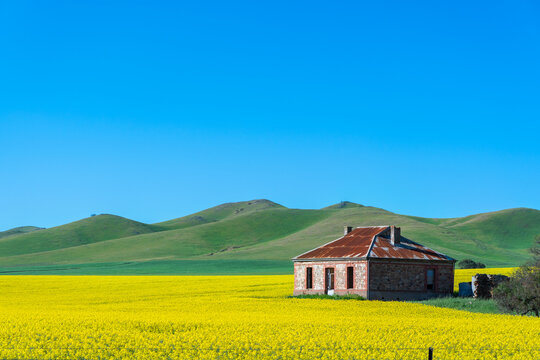 Iconic Midnight Oil house in Burra, South Australia surrounded by yellow canola and green hills in spring
