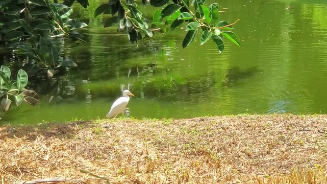 Peaceful, sunlit summer landscape featuring a wild heron bird garza blanca or Great White Egret in its natural tropical wetland habitat.