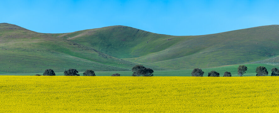 Vibrant yellow canola field with lush green hills in the background during spring in Burra, South Australia