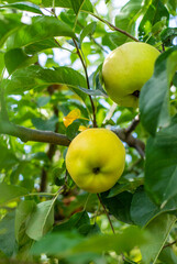 An apple on a tree in an orchard. Selective focus.