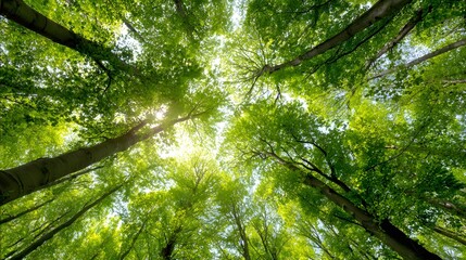 Looking up through lush green trees towards bright sunlight filtering through leaves.