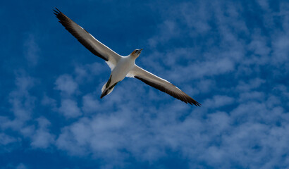 Gannet 