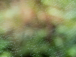 A close-up of a spider web covered in countless raindrops after a rainy day. The web and drops create a delicate texture, and the soft background light emphasizes this mysterious natural art.