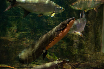 거대한 호주 폐어