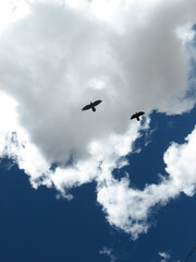 Two birds flying under a blue sky with white clouds