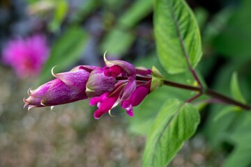 close up of bright pink salvia involucrata rosy leaf sage