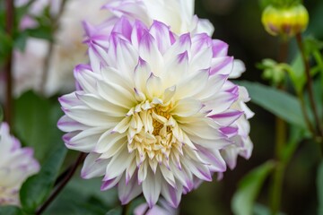 Fototapeta premium close up of pretty white dahlia with purple tips and a blurred background