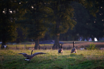 Canadian geese in grassy riverside field during sunrise © Ber Vo